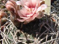 Gymnocalycium pugionacanthum Dscf0705.jpg